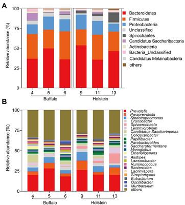 Comparison of in situ ruminal straw fiber degradation and bacterial community between buffalo and Holstein fed with high-roughage diet